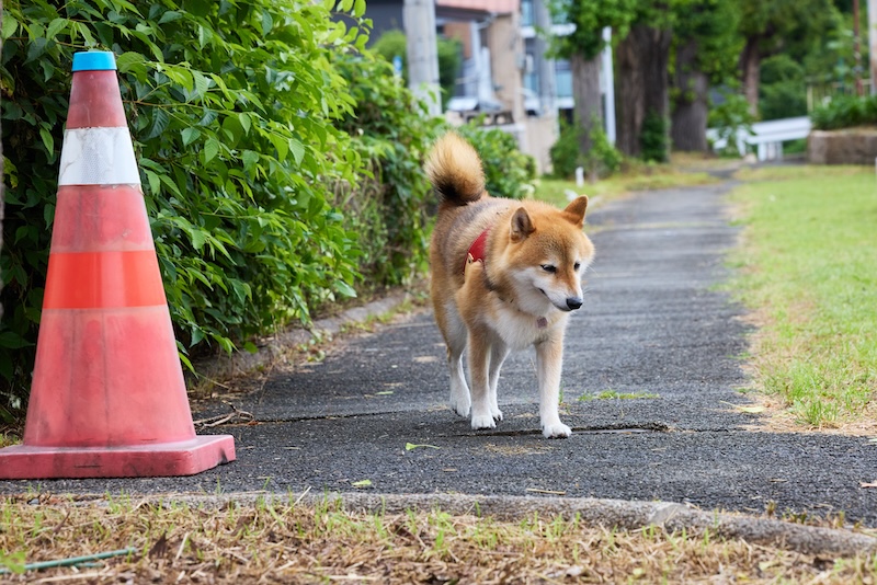 迷子になったペットのイメージ